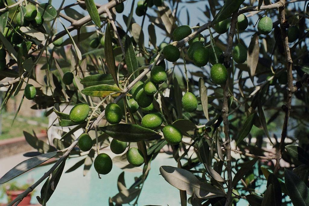 הוילה Borgo Rapale מראה חיצוני תמונה
